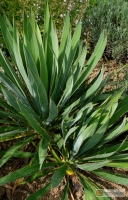 Yucca flaccida -- Schlaffe Palmlilie